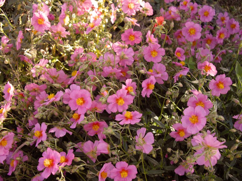 Helianthemum nummularium ssp pyrenaicum photo